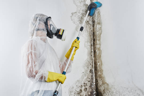 Best Black Mold Remediation in Sumner, WA