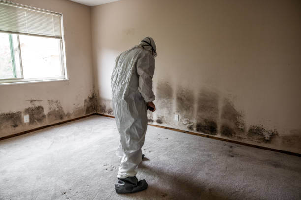 Best Post-Flood Mold Remediation in Sumner, WA